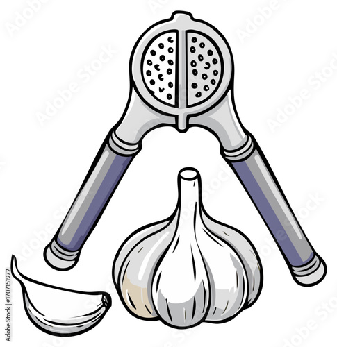 Garlic bulb and clove with garlic press. Kitchen utensil and cooking ingredients illustration