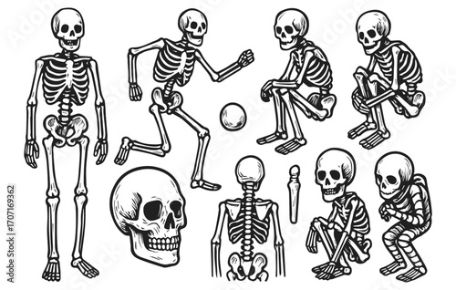 Skeleton doodle collection skull bones halloween anatomy isolated on transparent background, generative ai