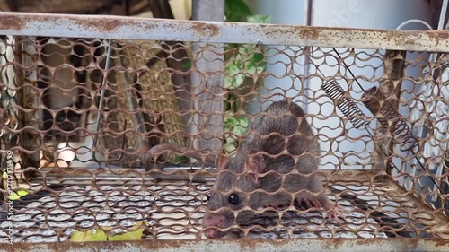 Waiting for release, Mouse is trapped in a cage and is looking for a way out. trapped, suffering, cute, freedom, rattus, imprisoned, sanitation .
