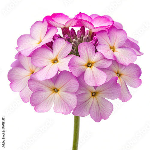 pink flower isolated on white