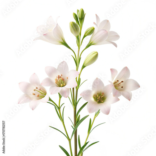 bouquet of flowers