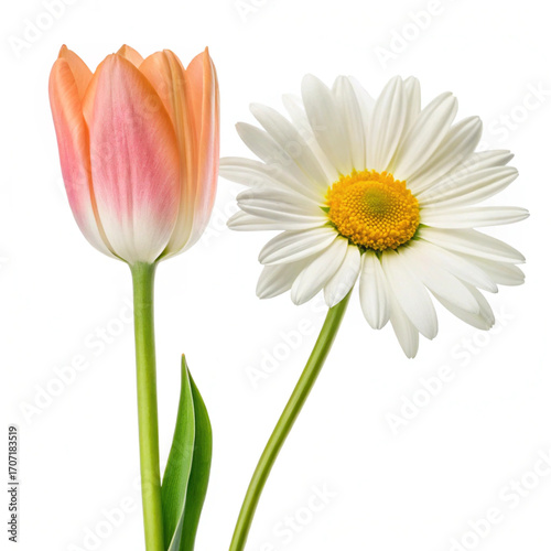 orange flower isolated on white