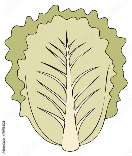 Green leafy vegetable illustration with prominent vein structure and wavy edge
