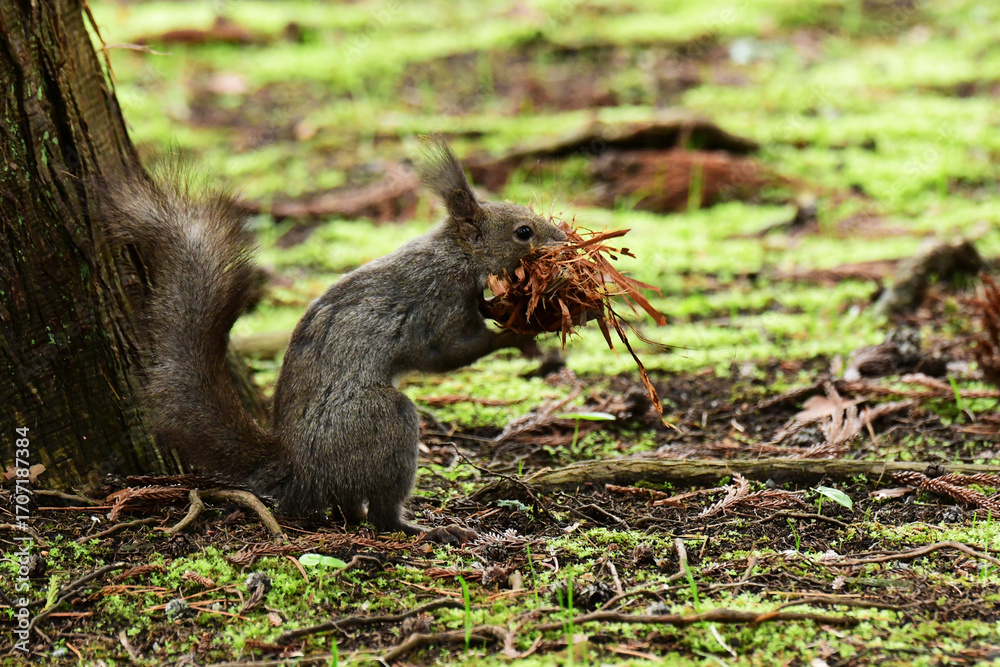 Obraz premium 巣材の杉の皮をまとめるエゾリス