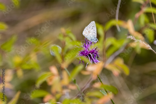 Chalkhill blue butterfly (Lysandra coridon) perched on flower, macro of European butterfly