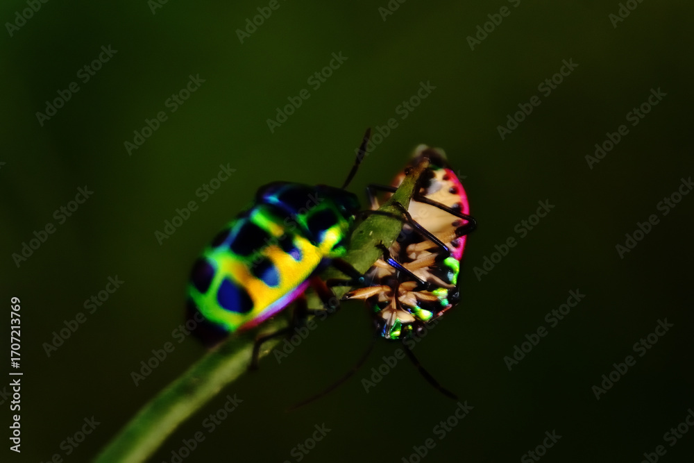 Naklejka premium Two Jewel Bugs (Chrysocoris stolli) on Green Leaf Macro in Bangladesh