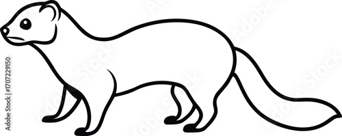 Vector art of a simple black and white line drawing of a stoat, also known as a weasel, standing on all fours with its tail extended, isolated on a