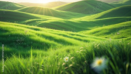 A vibrant green rice paddy field under a blue summer sky, perfect for a natural landscape photo