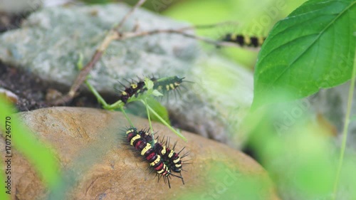 Colorful Caterpillars Crawling on Stones Surrounded by Green Leaves