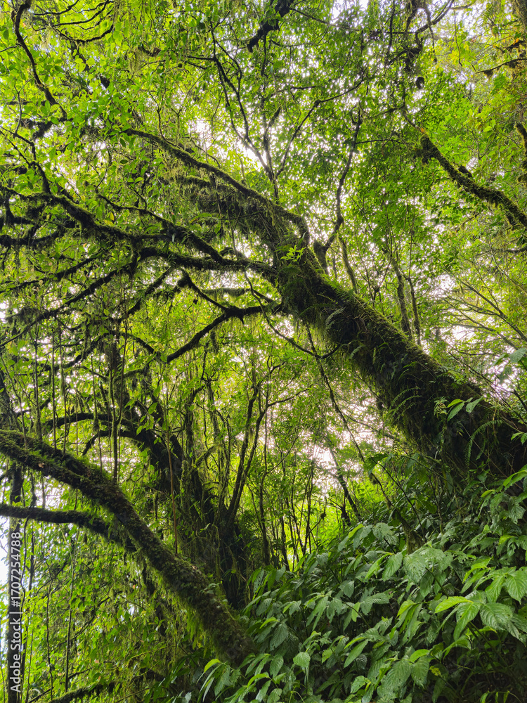 Fototapeta premium The trees in the dense forest on the highlands are densely packed and covered with thick moss all over their trunks and branches, adding to the mysterious impression of the forest.