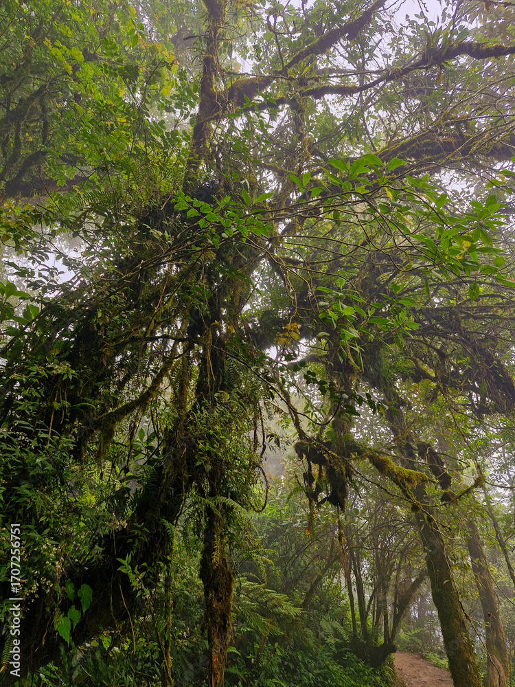 Naklejka premium The trees in the dense forest on the highlands are densely packed and covered with thick moss all over their trunks and branches, adding to the mysterious impression of the forest.