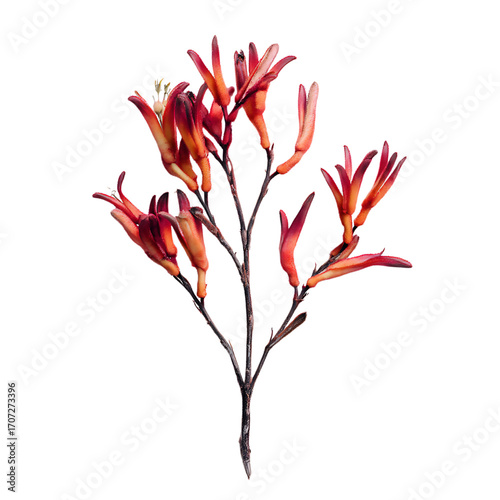 Kangaroo Paw png