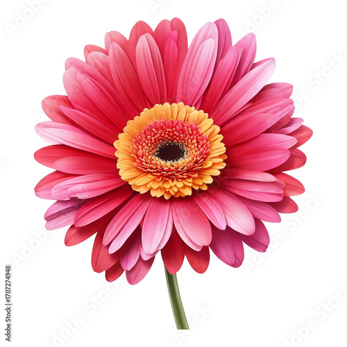 Vibrant Pink and Orange Gerbera Daisy Flower Isolated on White Background yellow