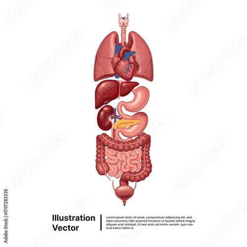 Complete anatomical chart of human internal torso organs including lungs, heart, liver, and intestines