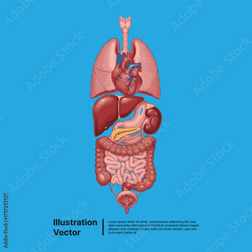 Comprehensive vector illustration showcasing vital human internal organs for anatomical study and medical education resources