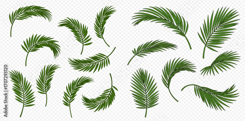 Collection of lush green palm fronds, isolated on white background, various sizes and orientations.