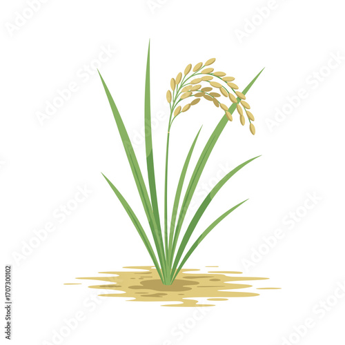 Illustration of rice plant – flat illustration