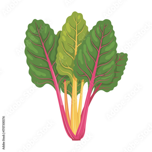 Fresh swiss chard with colorful stems and green leaves – flat illustration