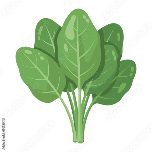 Fresh green spinach leaves with water droplets – flat illustration