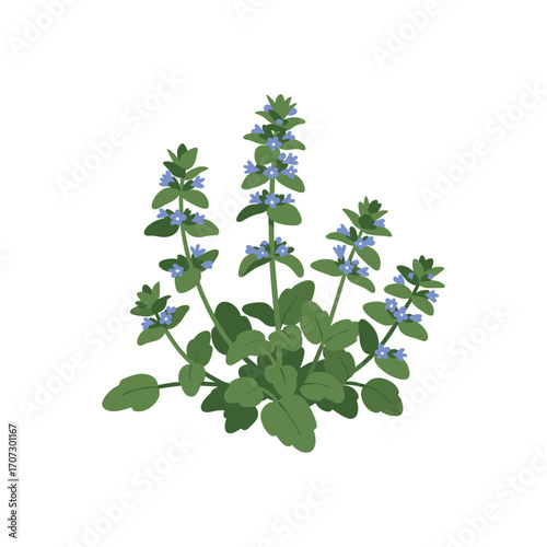 Vibrant bugleweed illustration with purple flowers and green leaves – flat illustration