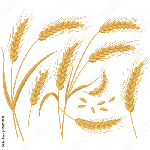 Golden wheat ears and grains illustration with isolated stalks and seeds – flat illustration