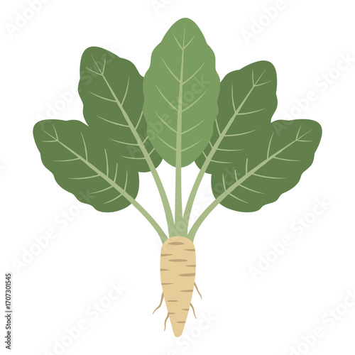 Green fresh horseradish with large leaves and root illustration – flat illustration