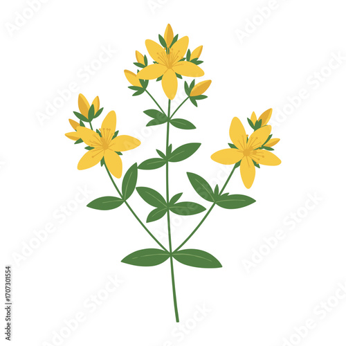 Bright yellow st. john's wort flower with lush green leaves – flat illustration
