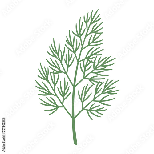 Green dill plant illustration with detailed leaf structure – flat illustration
