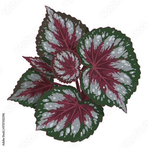 Vibrant begonia rex plant with variegated leaves in red and green – flat illustration