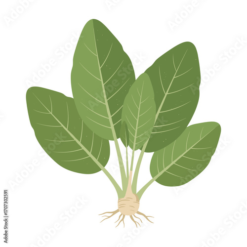 Green spinach leaves with roots – flat illustration