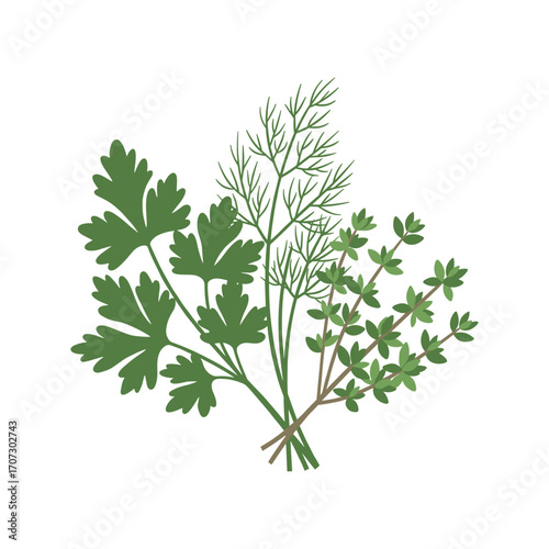 Illustration of fresh green herbs: parsley, dill, and thyme on a – flat illustration