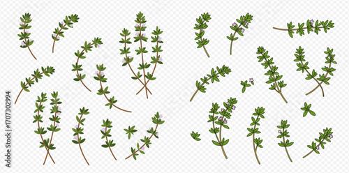 Collection of thyme sprigs and small bunches, isolated on a transparent background.