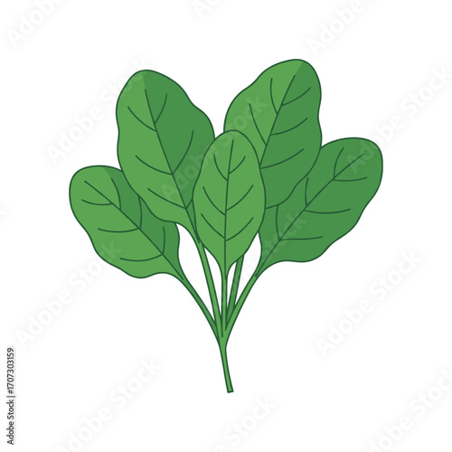 Illustrated fresh spinach leaves – flat illustration