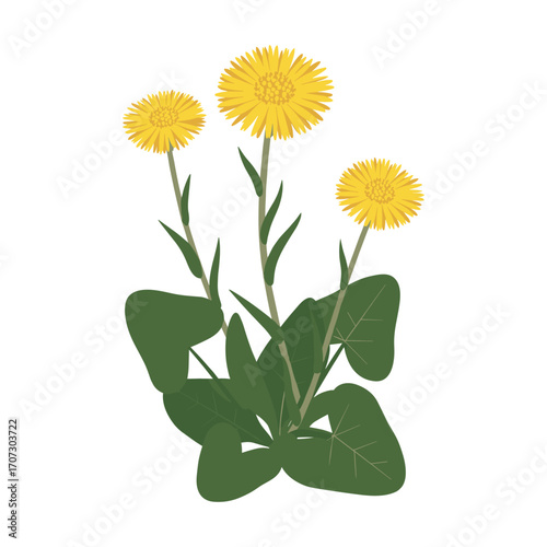 Botanical illustration of a dandelion plant with yellow flowers and green leaves – flat illustration