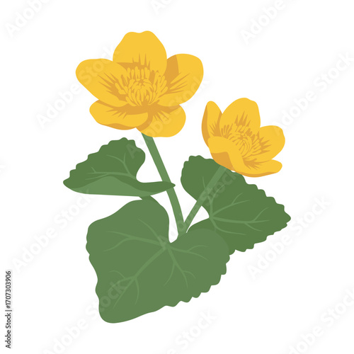 Detailed illustration of blooming yellow marsh marigold flowers with green leaves – flat illustration