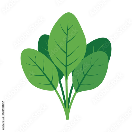 Fresh green spinach leaves illustration – flat illustration