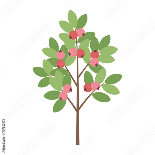 Fruit-bearing pomegranate tree with lush green leaves – flat illustration