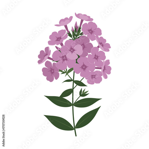 Vibrant pink phlox flowers with green leaves – flat illustration