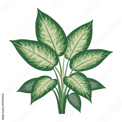 Vibrant green dieffenbachia plant with variegated leaves – flat illustration
