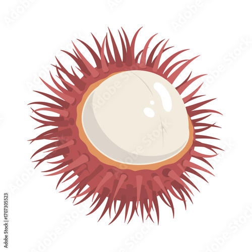 Rambutan fruit opened showing juicy flesh – flat illustration