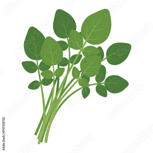 Fresh spinach bunch – flat illustration