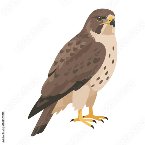 Illustrated peregrine falcon perched on branch with detailed plumage – flat illustration