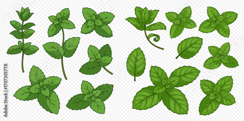 Collection of hand-drawn mint leaves in various arrangements and perspectives.