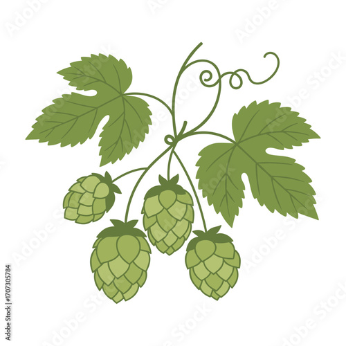 Illustration of green hops plant with leaves and cones – flat illustration