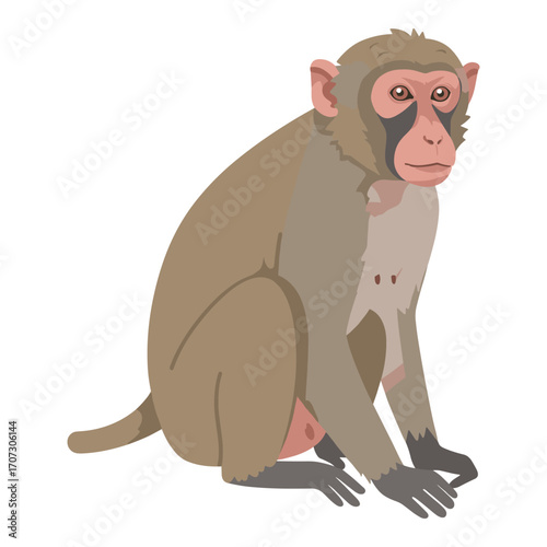 Illustration of a sitting macaque with pink face and grey fur – flat illustration