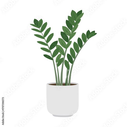 Zamioculcas plant in white pot – flat illustration