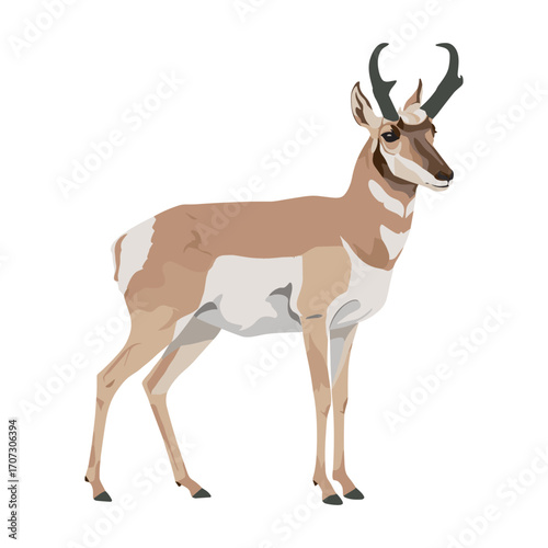 Pronghorn antelope illustration – flat illustration