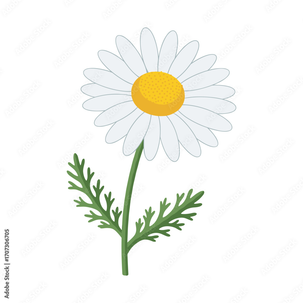 Fototapeta premium Bright white daisy flower with yellow center and green leaves – flat illustration