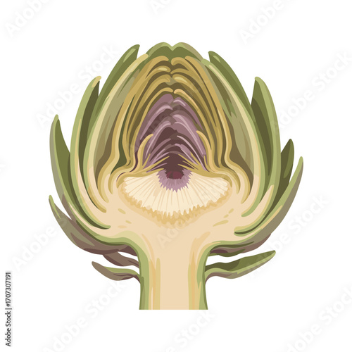 Colorful artichoke cross-section illustration with green and purple hues – flat illustration
