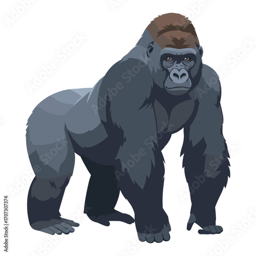 Powerful standing gorilla illustration with intense gaze – flat illustration